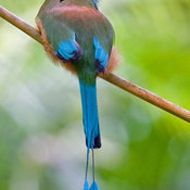 Turquoise-browed Motmot